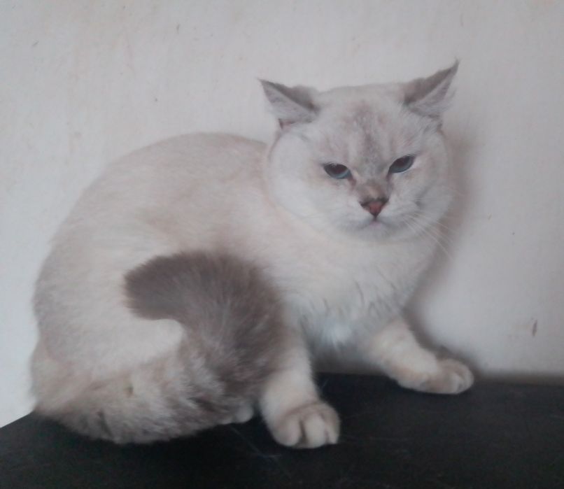 Британський блакитноокий котик лінкс колорпойнт