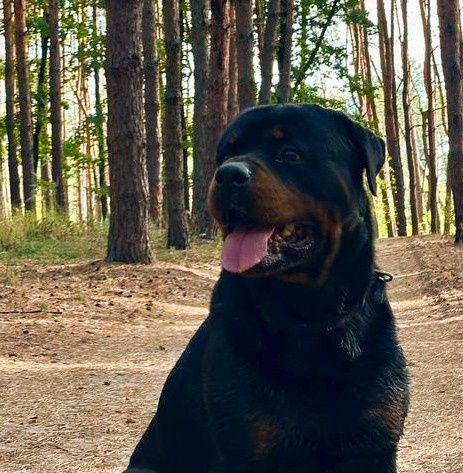 Цуценята ротвейлера