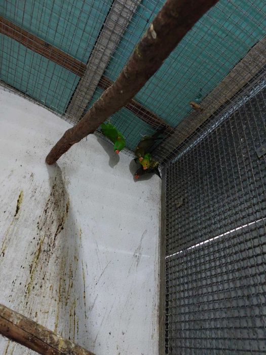 Cede-se vários Loris