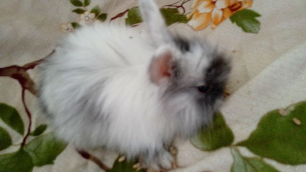 Декоративні кролики