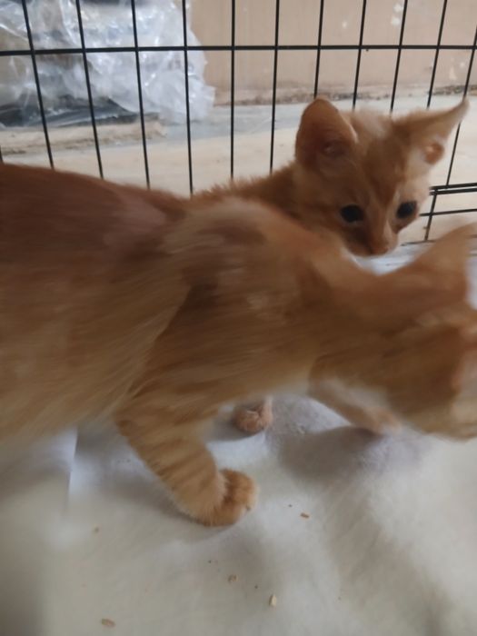 Kotki do adopcji