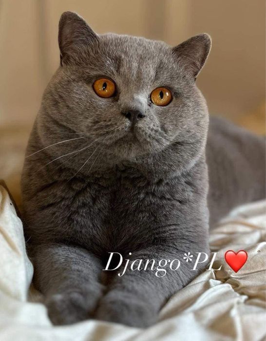 Czystej rasy po utytulowanych przodkach kotki niebieskie