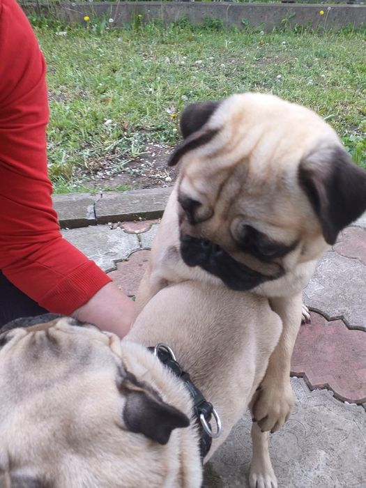 Мопс Льолік запрошує на вязку