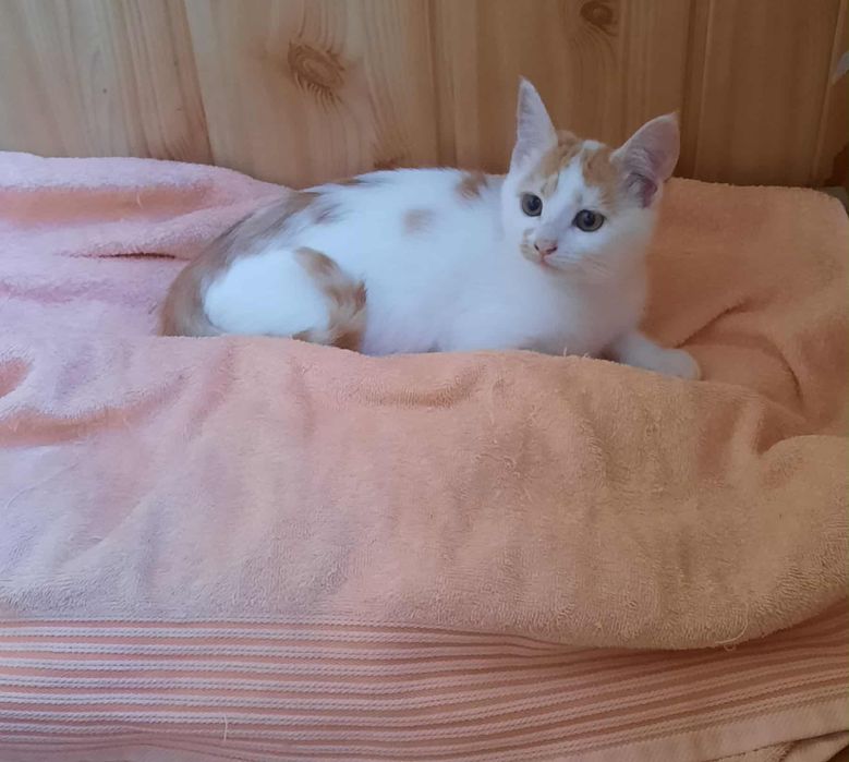 Гарні кошенята для вас і для родини.