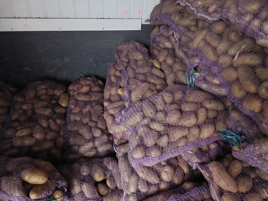 Продам картоплю двух сортів