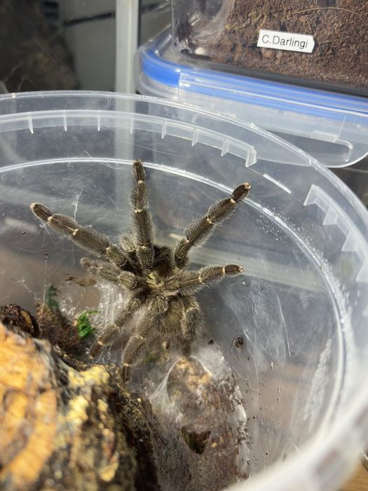 Samce ptaszników H. formosus P. reduncus B. horrida