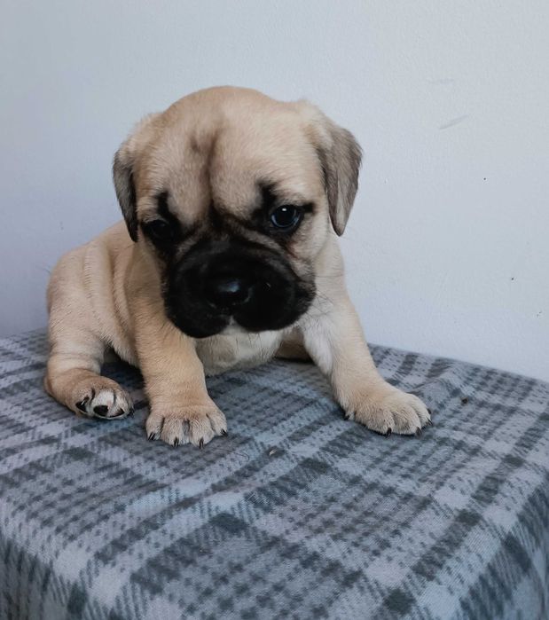 Bulldog francês fêmea beje