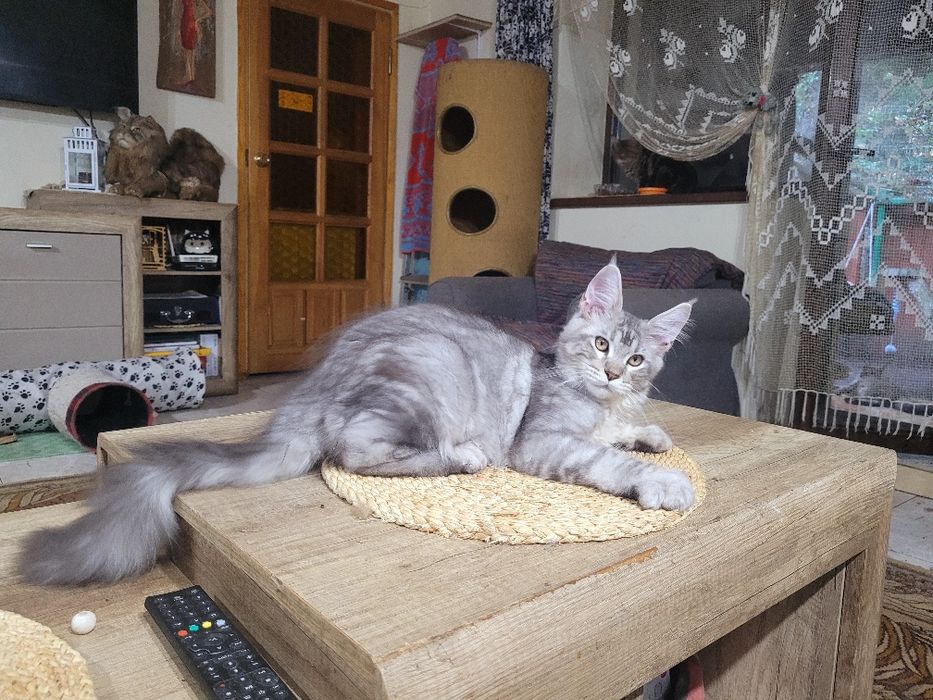 Srebrny maine coon