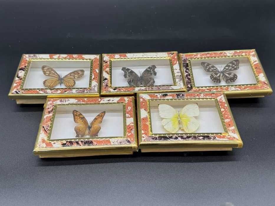 Motyl w ramce 12x9