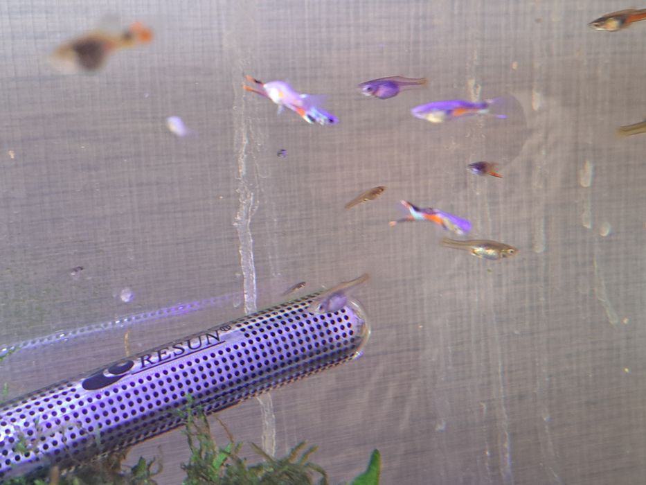 Guppys Endler peixes