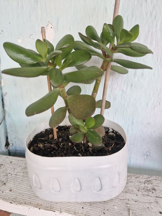 Jade Árvore do Dinheiro e da Propriedade