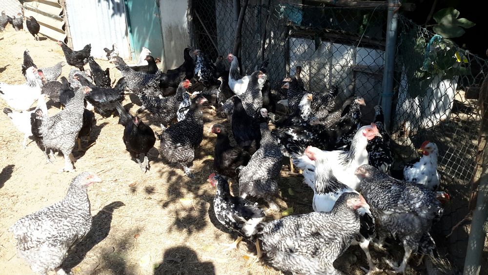 Aves/ Galinhas / Patos