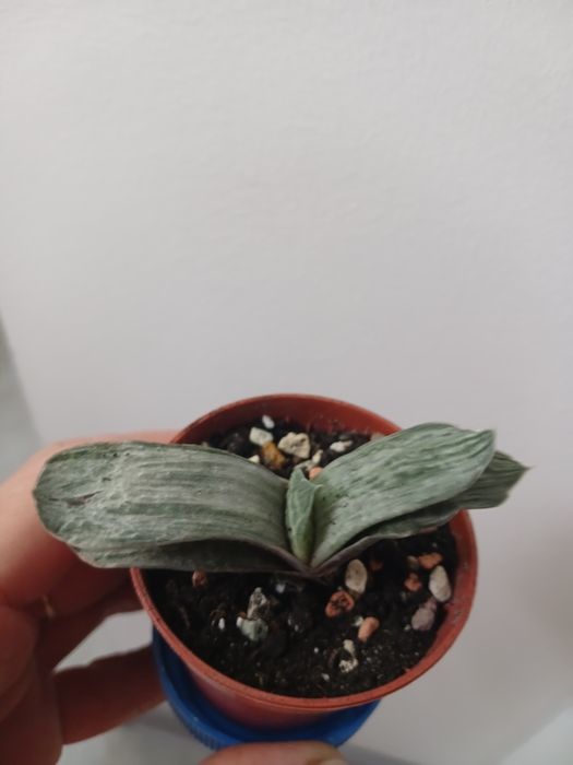 Яскрава міні гастерія варієгатна.Гаст.Ліміфолія.