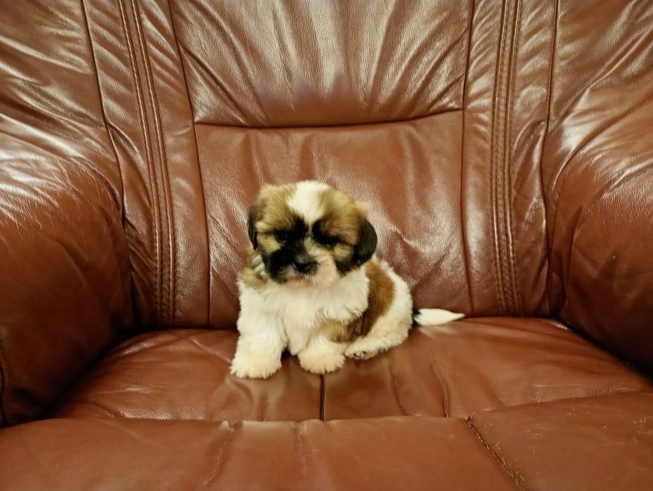 Shih tzu suczka z rodowodem