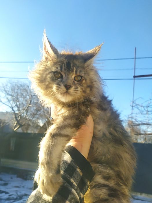 Свободна девченка