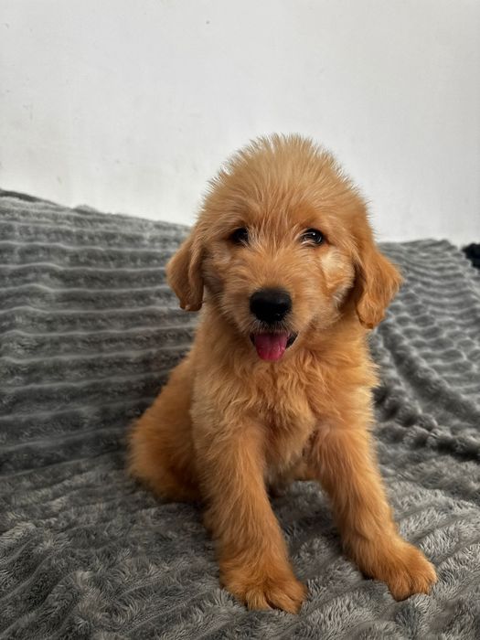 Labradoodle  piesek  Kubuś
