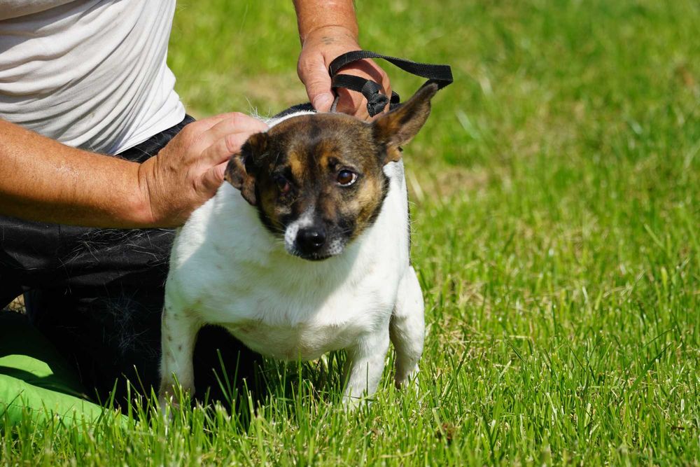 Wampirek - mały skrzywdzony psiak szuka domu