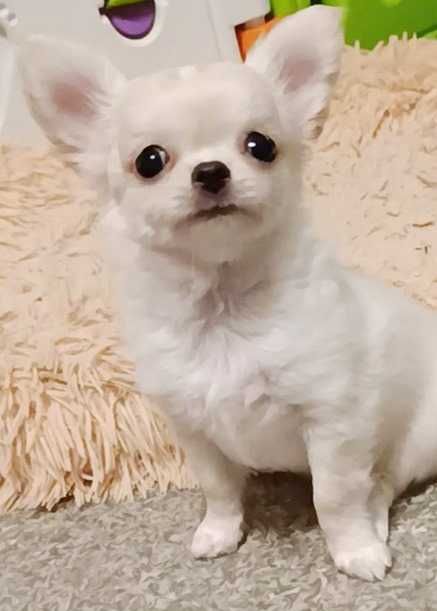 Chihuahua biały piesek długowłosy