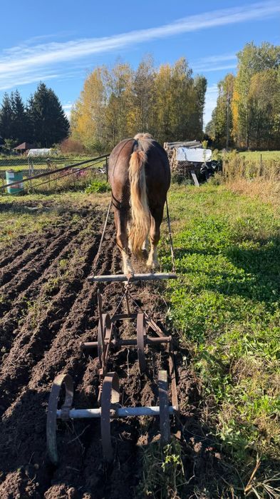 Klacz Zimnokrwista