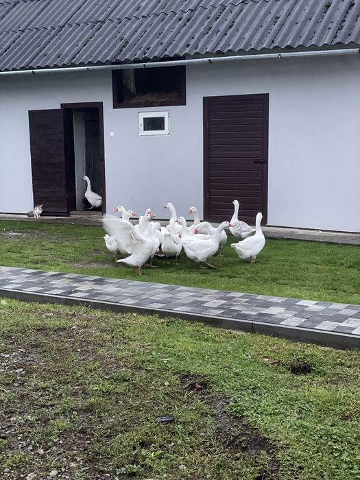 Продам гуси  молоді