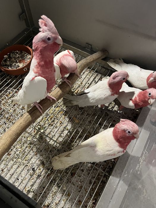 3-3 Cacatauas Galah Lutinas