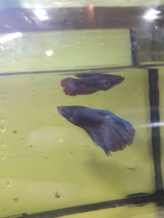 Петушок рыбка аквариумная