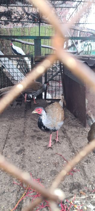 Фазан срібний...