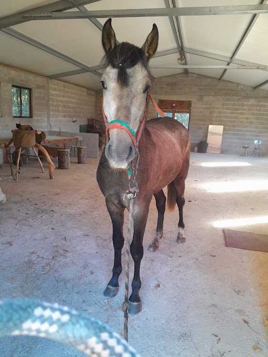 Cavalo lusitano nascido em maio de 2024