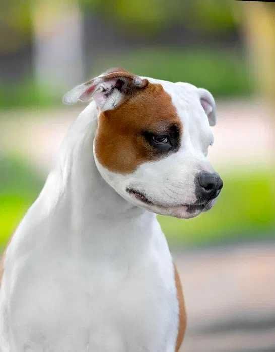 Amstaff SAMIEC Rudo-Biały!
