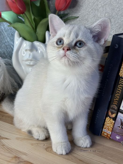 Золотая шиншила, мальчик