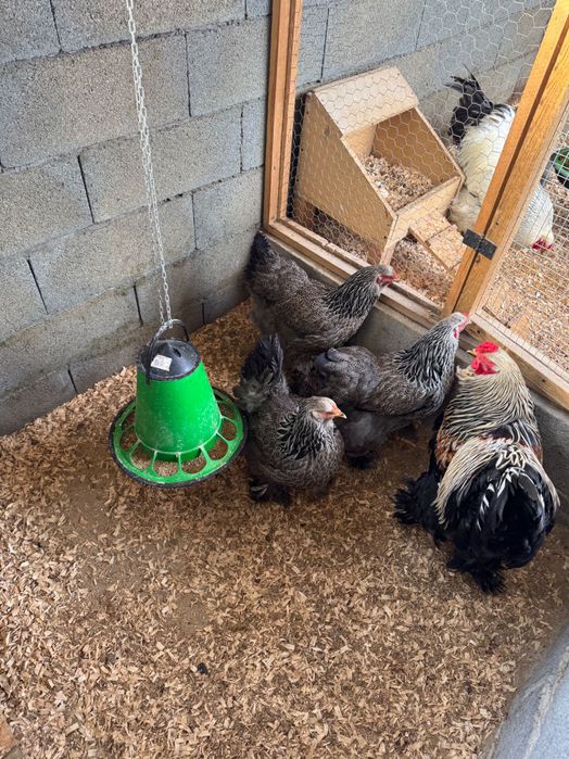 Ovos galados de várias raças