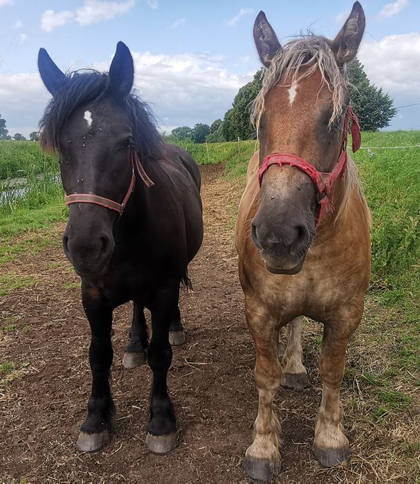 klacz zimnokrwista, 2- latka