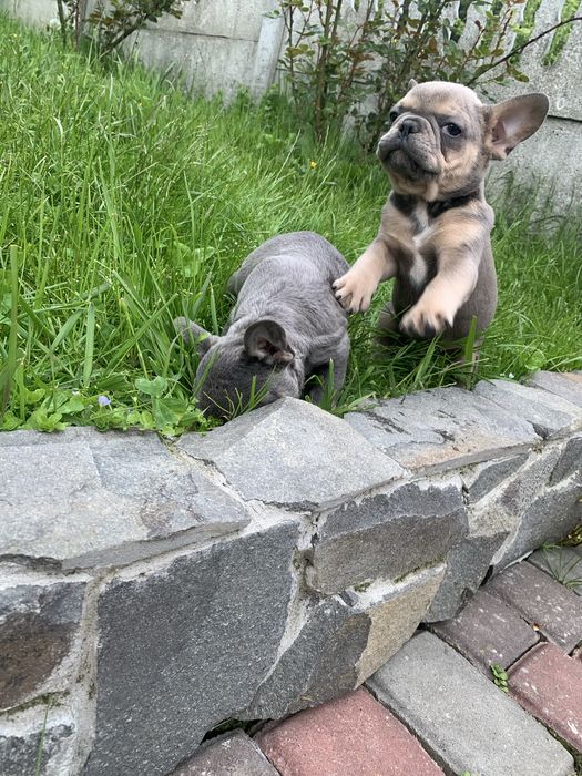 Хлопець француз.