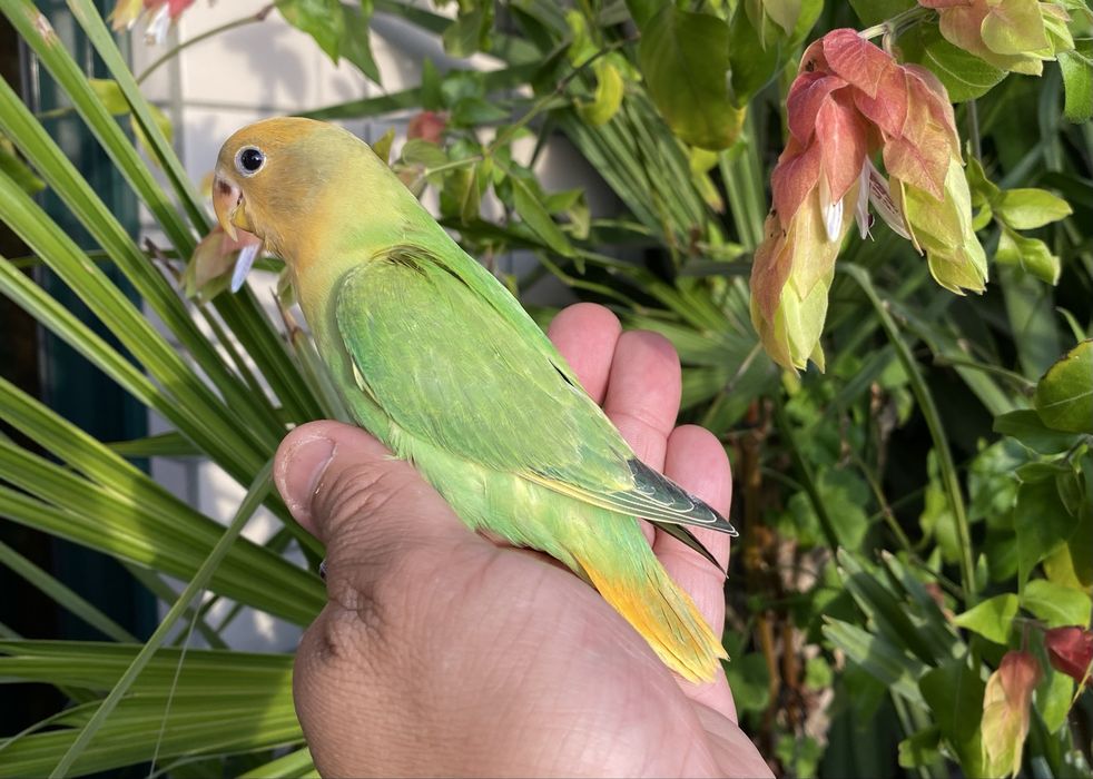 Agapornis domesticado