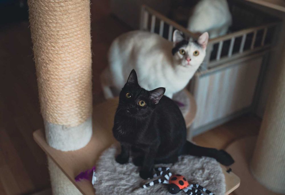 Kotka do adopcji - ADORA, 1rok