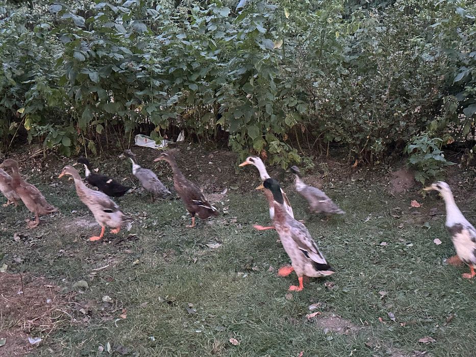 Kaczki biegusy z wiosny dorosłe