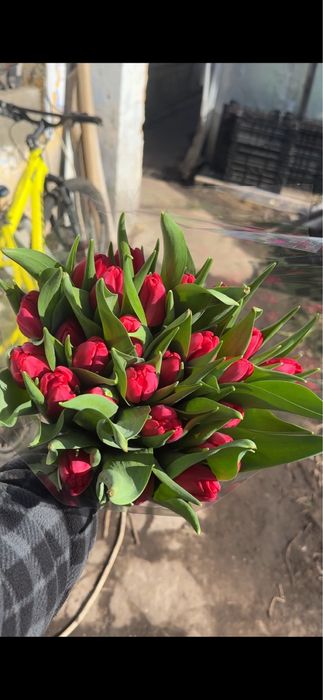 Луковицы тюльпана, после выгонки