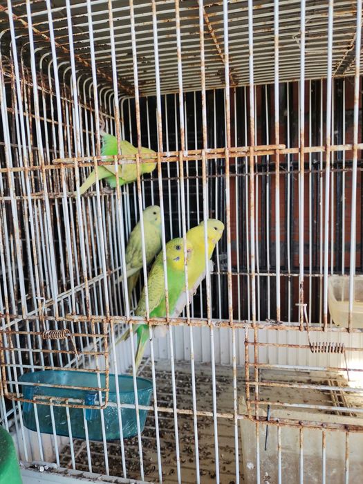 Periquitos Australianos