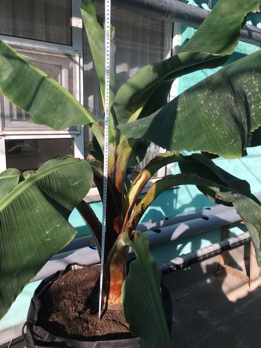 Банан Київський суперкарлик