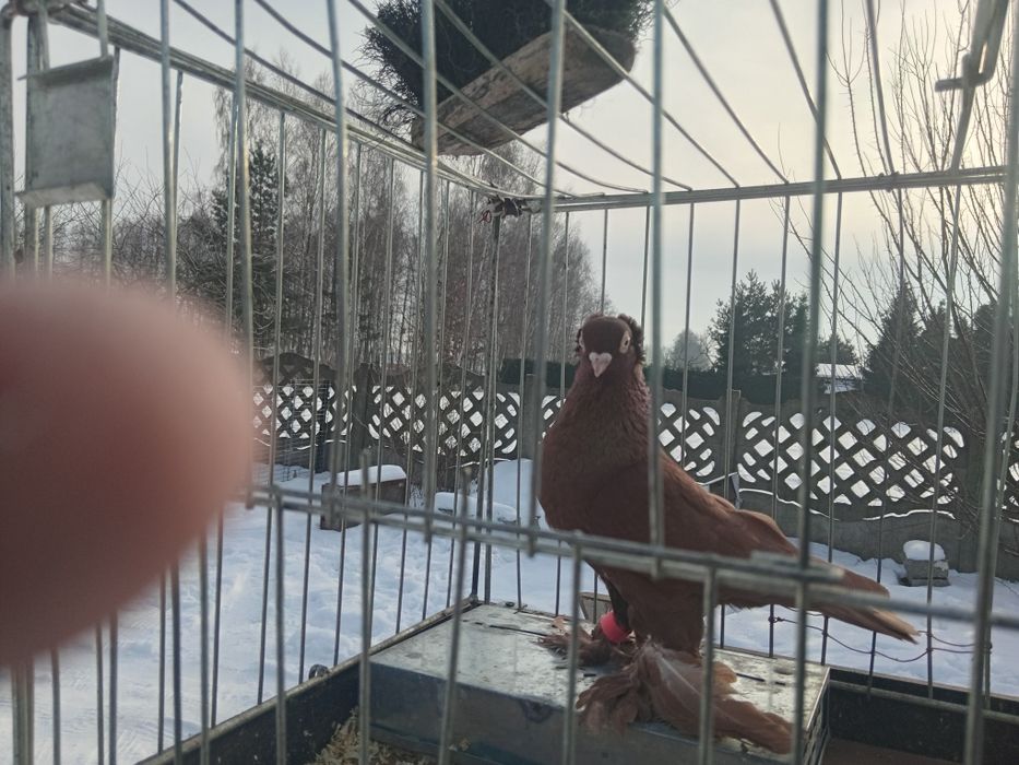 Wywrotek wschodniopruski