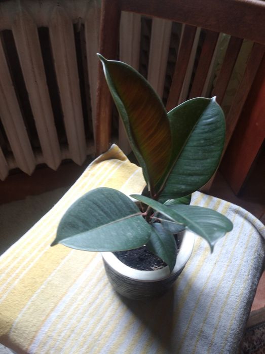 Продам 2 вазона фикус 300грн шт