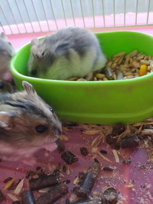 Джунгарский хомяк