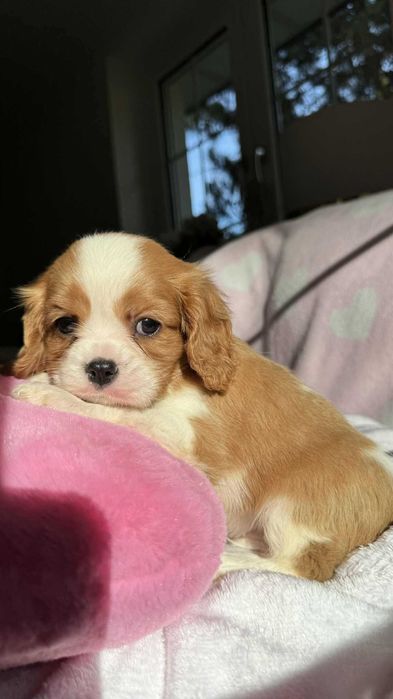 Cavalier King Charles Spaniel – Częstochowa – Psy – szczeniaki
