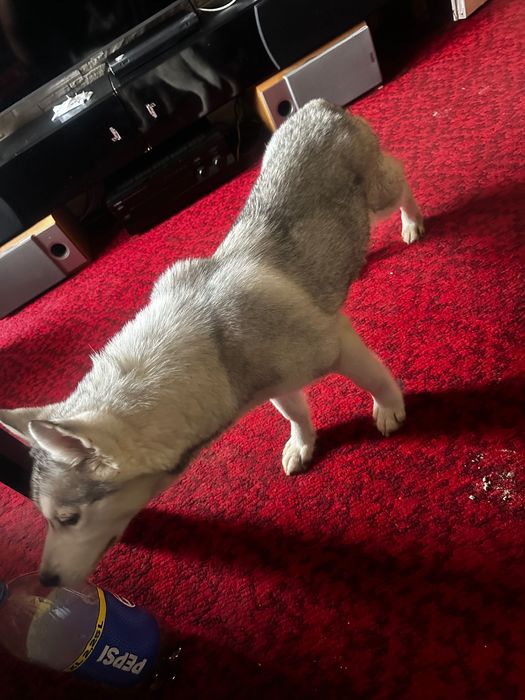 Husky syberian suczka