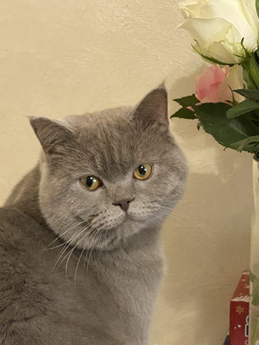 Британський котик для в'язки чистокровний