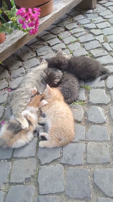 КОТЯТА Віддам в хороші руки