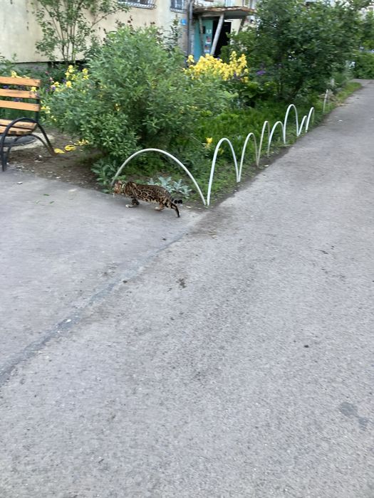 Вʼязка, Бенгальский кіт шукає невістку