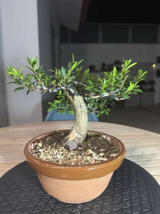 Bonsai Murta.