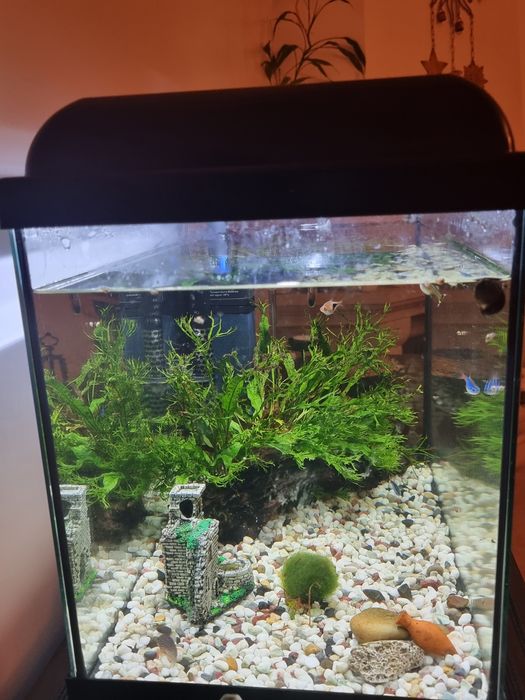 Aquario de agua quente 60L