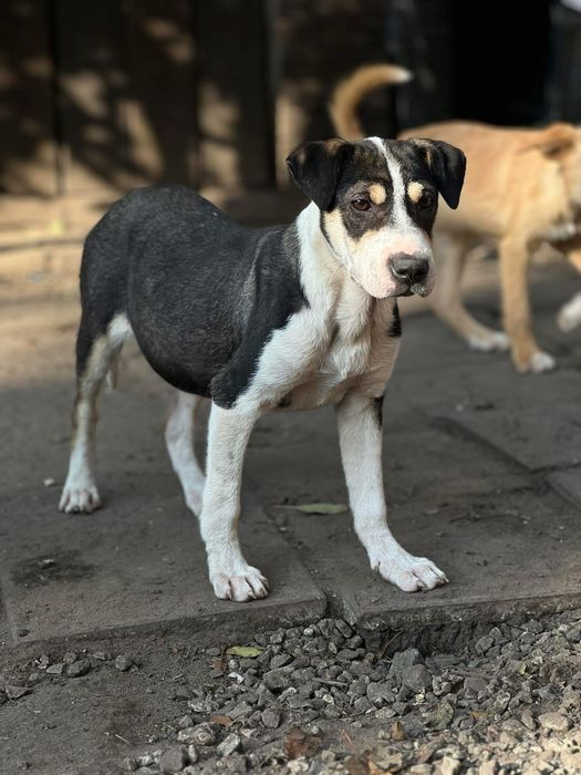 Красисивый щенок девочка Подружка